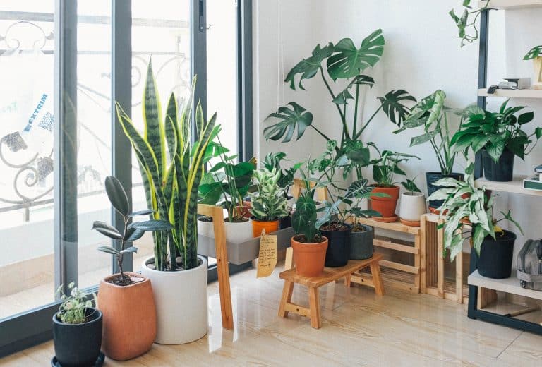 indoor plants help you work